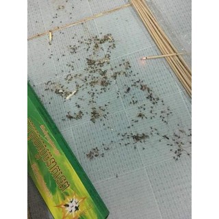 Nhang Muỗi Thái Lan dạng cây