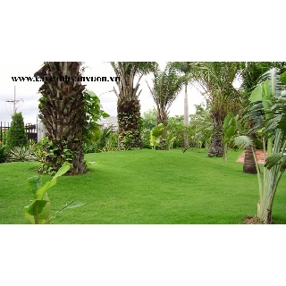 HẠT GIỐNG CỎ NHUNG NHẬT