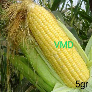 Hạt giống Bắp Ngọt ( Bắp Mỹ )