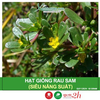 Hạt Giống Rau Sam - Siêu Năng Suất, Hạt Nảy Mầm Nhanh