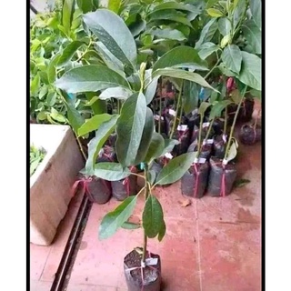Cây Bơ Giống Da Sùi ( cây ghép siêu sớm )