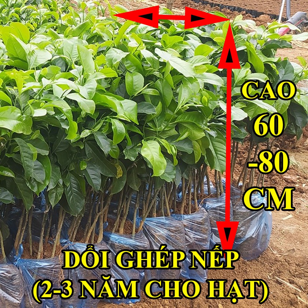 Cây Giống Dổi Nếp Rừng lấy hạt lấy gỗ, Dổi Ghép Dổi Thực Sinh bầu đất lớn 1kg, mệnh danh là Vàng Đen Tây Bắc