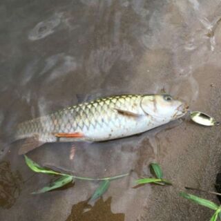 Mồi câu cá,mồi thìa câu lure