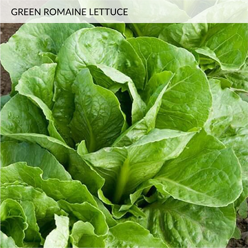 1000 HẠT GIỐNG XÀ LÁCH ROMANIE MÙA HÈ