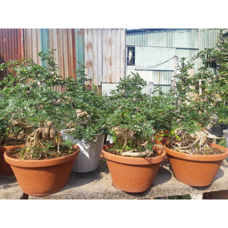 Cần thăng bonsai GỐC QUÁI TẶNG CHẬU