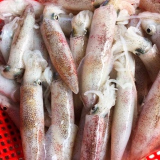 MỰC ỐNG TRỨNG 1KG