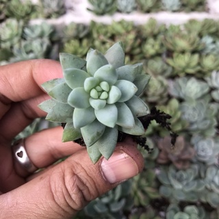 Sen chuỗi đứng trắng vĩ