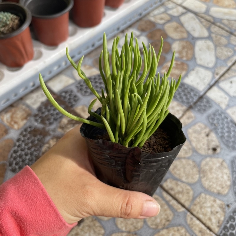 Sen Đá Đuôi Phụng - size Bầu
