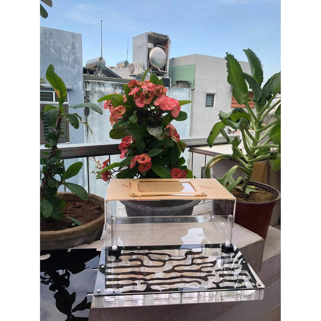 Tổ nuôi kiến 30-30-12cm