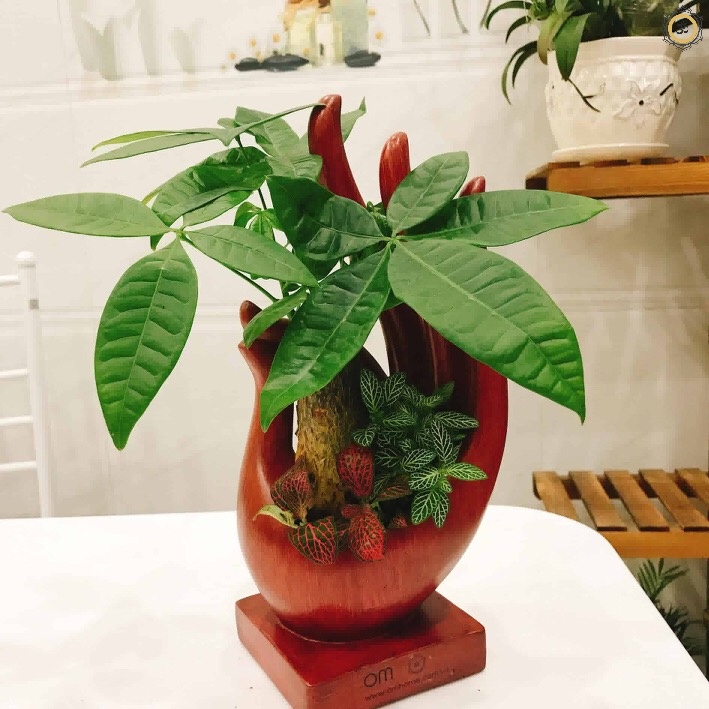 Ấn Vô Úy Có Cây Om Home