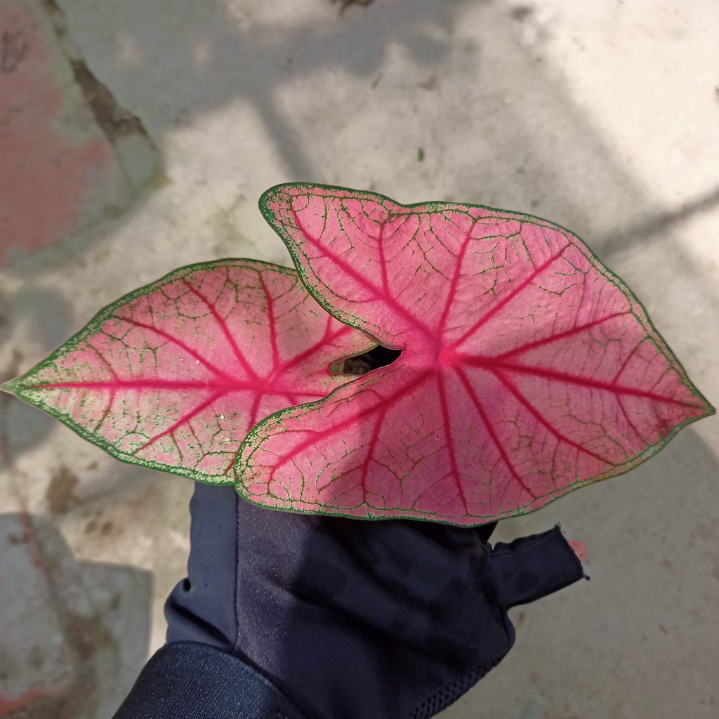 Chậu cây môn kiểng từ trái tim đến trái tim- Caladium heart to heart radiance - Summer Garden