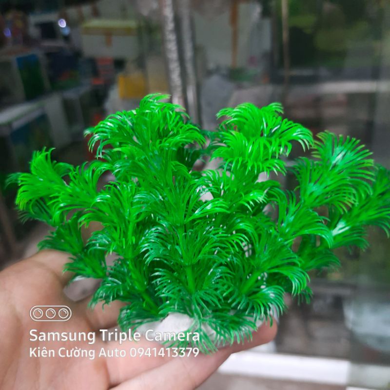 Cây cảnh Trang Trí Bể Cá Size Lớn  - Đồ Trang Trí Hồ Cá