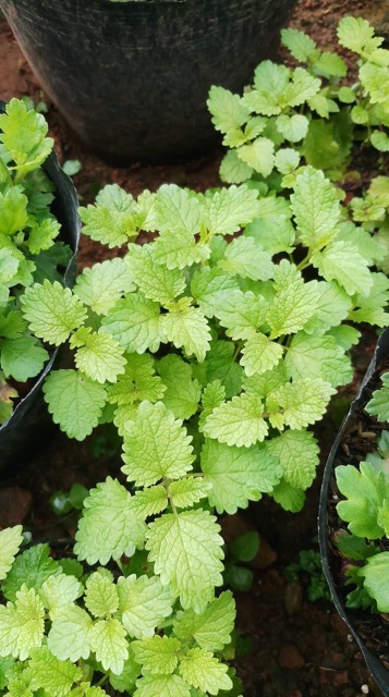 Cây Bạc hà chanh xả Lemon Balm