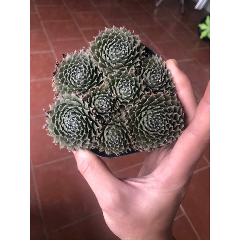 Sen đá siêu đẹp cây y hình