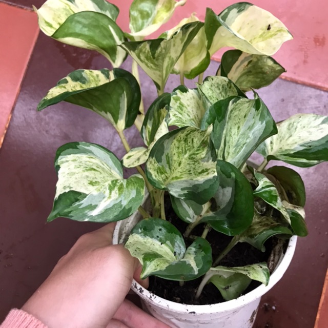 Chậu cứng Trầu bà cẩ.m thạch
