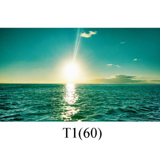 Tranh 3d dán bể cá trang trí bể cá nhiều kích thướt chọn lựa