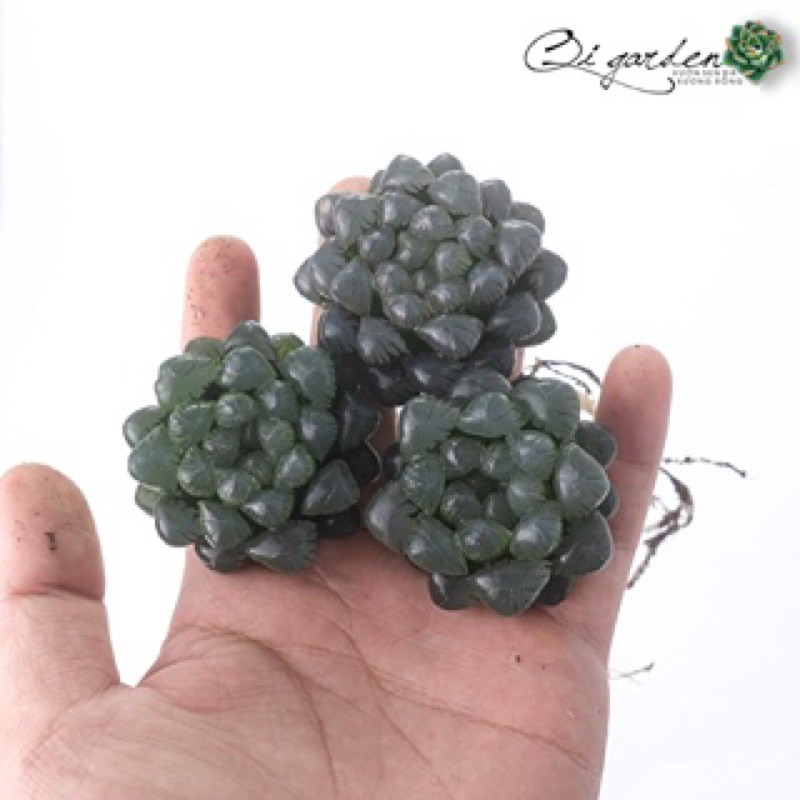 Sen đá Haworthia coperri OB1
