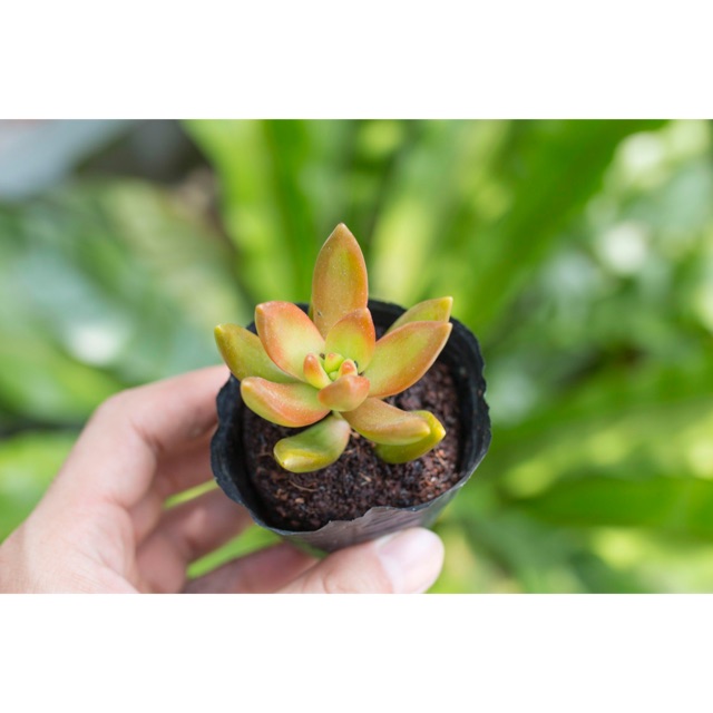 Sen đá vàng 5-7cm - Vườn sen đá