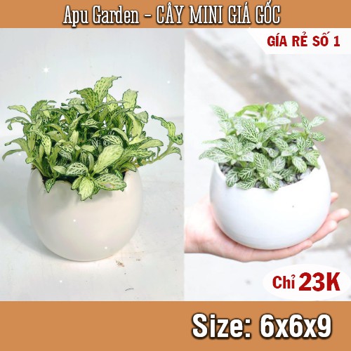 [ĐỔ BUÔN GIÁ SỈ] Cây cẩm nhung CHỈ 23K