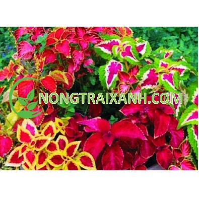 50H - HẠT GIỐNG CÂY LÁ GẤM/ TÍA TÔ CẢNH MIX NHIỀU MÀU