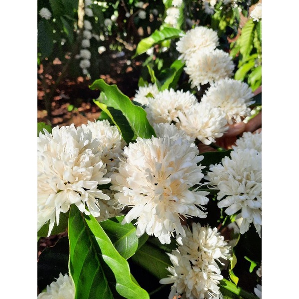 Trà hoa cà phê PHÚC LẠC Organic gói 10gr