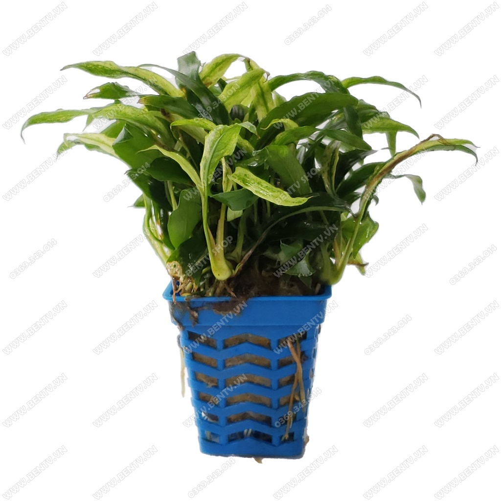 Ráy Lưỡi Hổ Cẩm Thạch Mini - Cây Thủy Sinh Dễ Trồng
