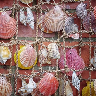 Vỏ sò nhiều màu trang trí ( 10 miếng)