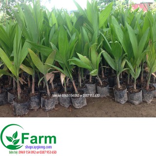 cây cau tứ thời nhỏ