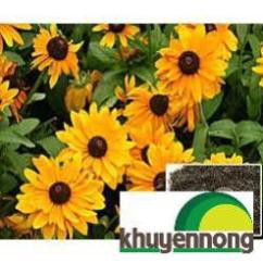 Gói 200 hạt giống hoa cúc tâm đen (susan- rudbeckia)