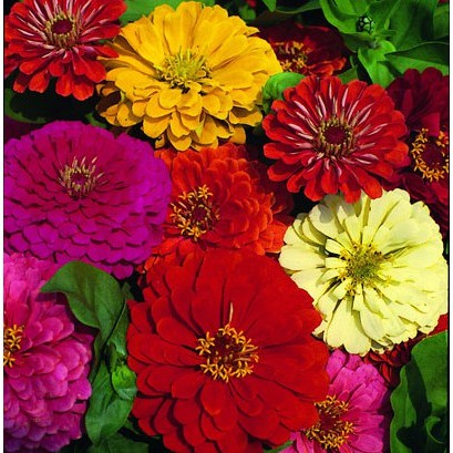 Hạt giống hoa cúc thược dược nhiều màu gói 1gr