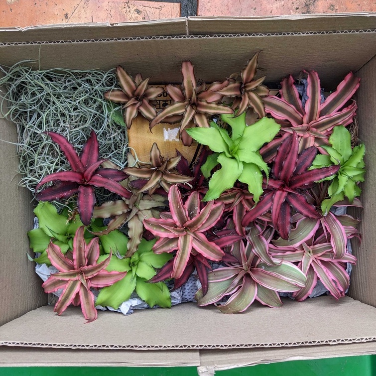 Cryptanthus Red Star, dứa phụng đỏ, dứa màu, bán cạn, trang trí tiểu cảnh, dứa Philippine, Cryptanthus Brivitthus