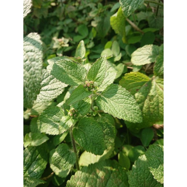 1kg cây cứt lợn tươi gội đầu, tắm, xông cho người viêm xoang