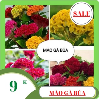 Hạt giống hoa mào gà búa mix màu siêu hoa 100 hạt