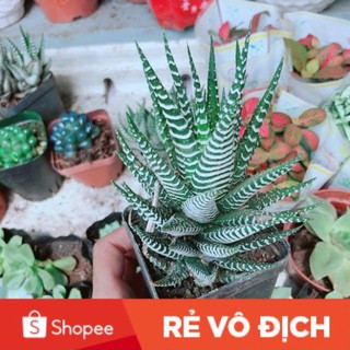 Chậu Móng Rồng