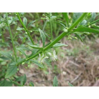 Cam thảo đất phơi khô 1 ký