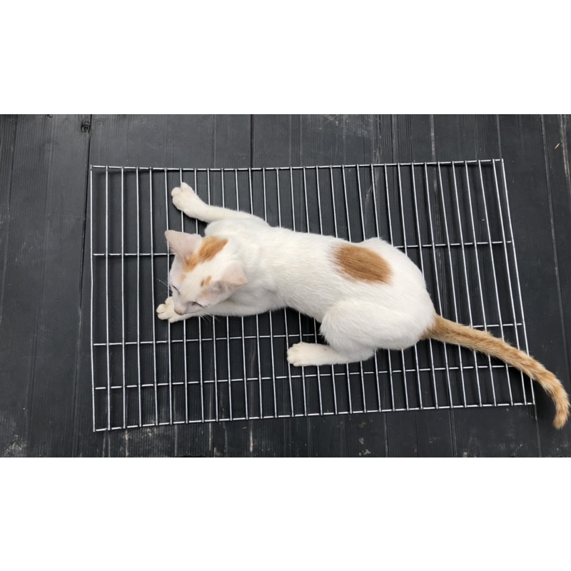 Tấm lưới sắt 60x30cm đáy lồng chó mèo hoà phát