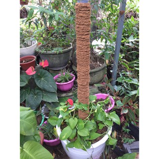 DÂY THỪNG DỪA TRANG TRÍ 5MM, CUỘN 100 MÉT