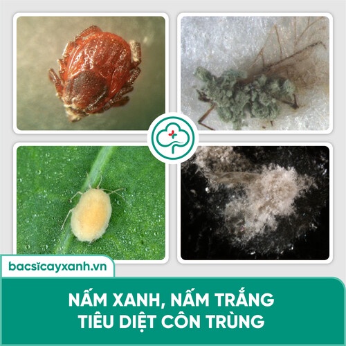Chế phẩm sinh học diệt sâu bọ, nhện đỏ, rầy, rệp, côn trùng hút chích BS25 Insect 100/200g NSX Bacsicayxanh