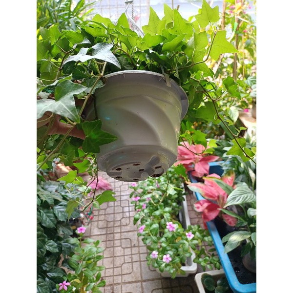 Cây thường xuân rủ dài giỏ treo to