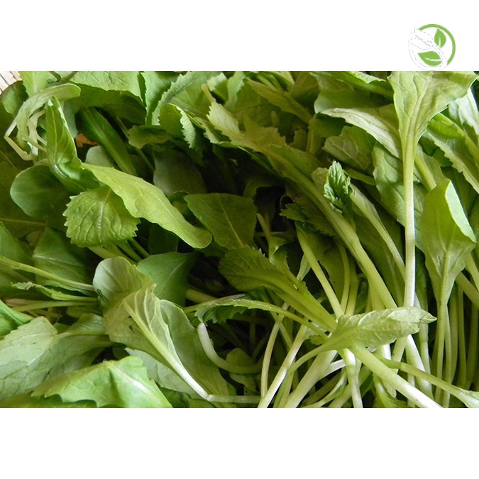 Hạt giống Cải Ăn Non Baby PN-912 Phú Nông - Gói 20g - Baby Leaf Mustard
