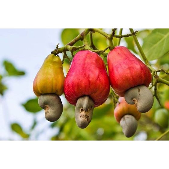 Hạt điều rang củi Long Khánh - Loại I xuất khẩu [Size 500g] | BigBuy360 - bigbuy360.vn