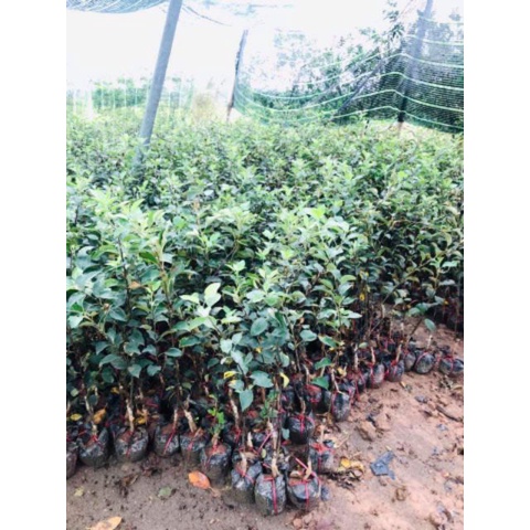 Cây Giống Táo Đỏ Lùn F1 Cây Ghép Nhanh Ra Quả