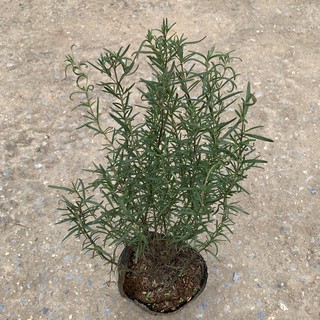 Cây Hương Thảo cỡ nhỏ cao 30cm, thơm ngát dễ chịu, dùng chế biến gia vị và đuổi muỗi, trang trí nội thất, sân vườn