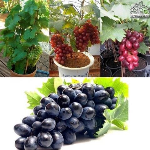 Hạt giống Nho lùn trồng chậu