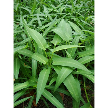 Hạt giống Rau muống gói 50 gram
