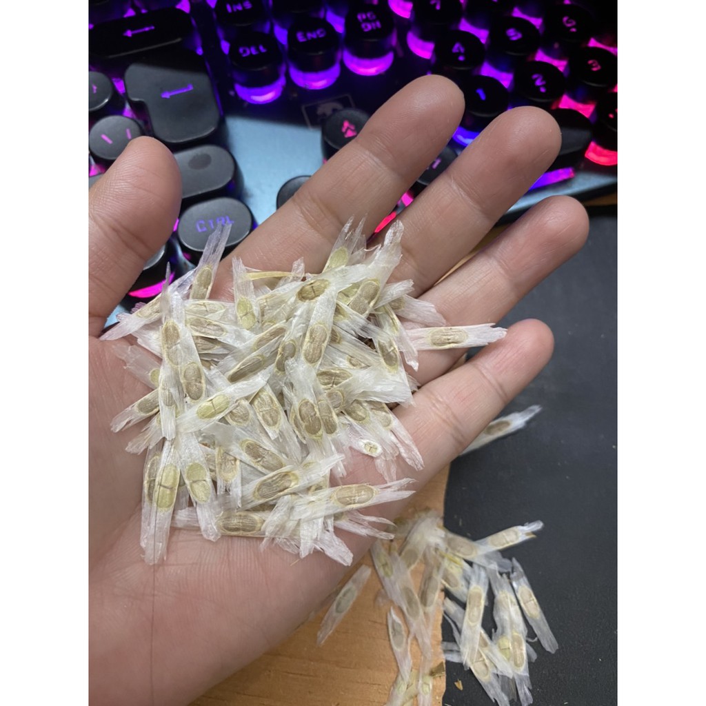 HẠT GIỐNG HOA CHUÔNG VÀNG - 10 Hạt/ gói