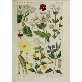 TRANH CỔ ĐIỂN- botanical book