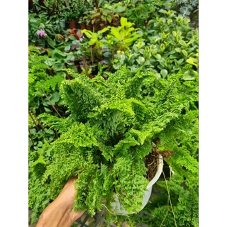 Cây dương xỉ Nhật - Polypodium leucotomos