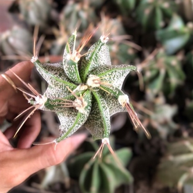 Xương rồng Râu dê