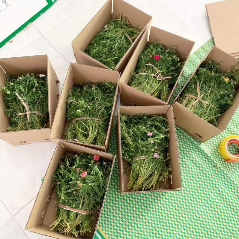 cây hoa 10 giờ kép